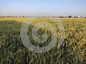 Wheat crop fields