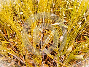 Wheat crop fields near to harvest in Punjab Pakistan