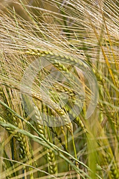 Wheat crop growing in field