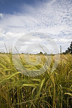 Wheat crop growing in field