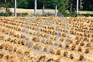 Wheat Crop Harvest Bundles grouped by Riper Binder in the Field