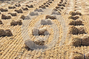 Wheat Crop Harvest in India