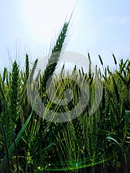 wheat crop. india