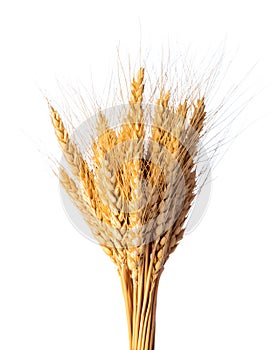 Wheat crop