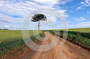 Wheat crop landscape with dirt road and an isolated Araucaria tree