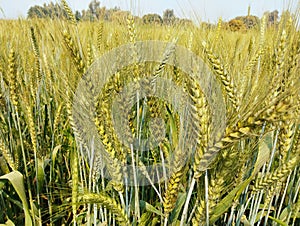 Wheat crop plants with buds in an agriculture field cultivated for its seeds a cereal grain staple food champ recolte photo photo