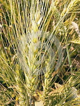 Wheat crop plants with buds in an agriculture field cultivated for its seeds a cereal grain staple food champ recolte photo photo