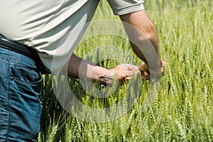 Wheat crop protection and responsible cereal grains farming photo