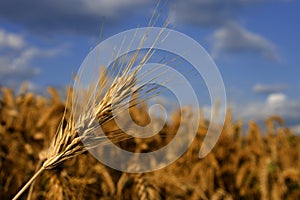 Wheat crop ready for harvest