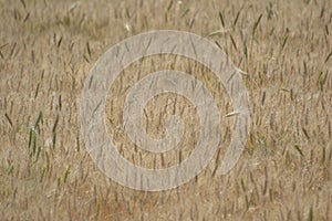 Wheat Crop Ready to Harvest in Central India, Indore, Madhya Pradesh