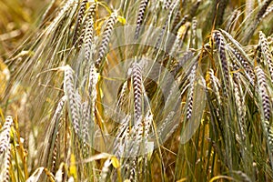 Wheat crop ripe for harvest