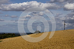 Wheat crop ripe for harvest