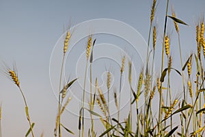 Wheat crop with sky background