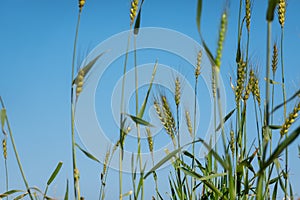 Wheat crop with sky background