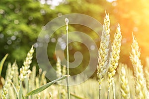 Wheat crop sun sky landscape. Agriculture summer harvest. Cereal bread grain in farm on sunset golden background. Field green rye