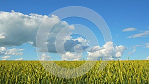 Wheat crop sways on the field against the blue sky. 4K.