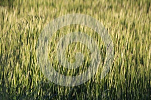 Wheat Crop