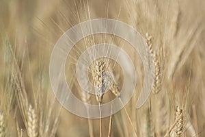 Wheat Crop with Wheat Spikes in the Farm