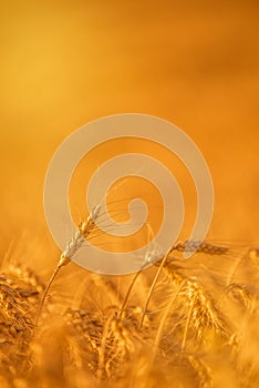 Wheat Crops in Agricultural Field