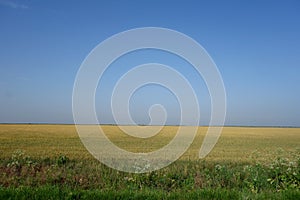 Wheat crops compromised by drought in the Baragan Plain