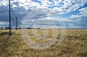 Wheat crops field with cloudy windy sky