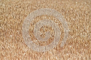 Wheat crops in Western Australia background
