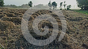 wheat crops wheat crops bundles in fields
