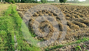 wheat crops wheat crops bundles in fields