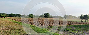 wheat crops wheat crops bundles in fields