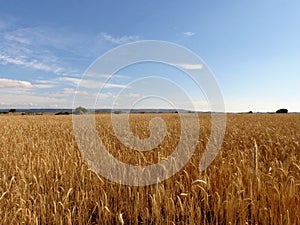 WHEAT CULTIVATED FIELD IN SUMMER