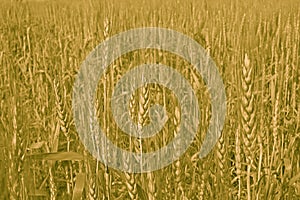 Wheat cultivation and Farming