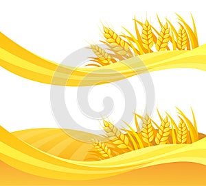 Wheat design on a white background