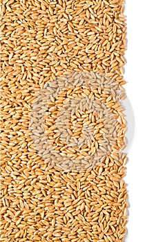 Wheat dinkel close-up