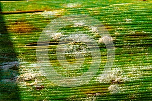 Wheat downy mildew disease