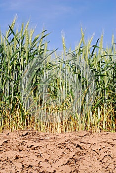 Wheat in Dry Fields