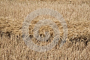 Wheat drying in a field