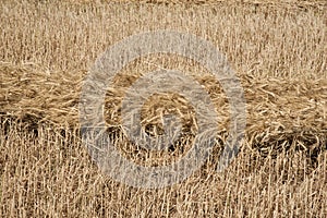 Wheat drying in a field photo