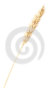 Wheat ear