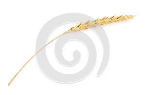 Wheat ear