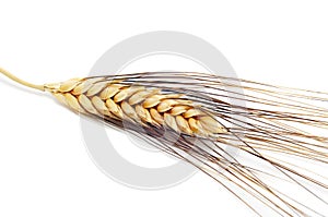Wheat ear