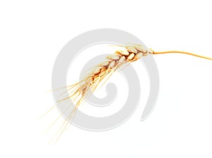 Wheat ear