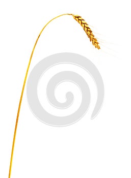 Wheat ear