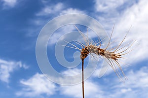 Wheat ear against blue sky background