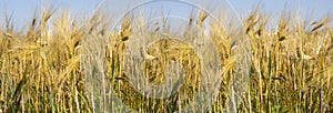 Wheat ear in the agricultural field, panoramic rural nature, ripe wheat against the sky