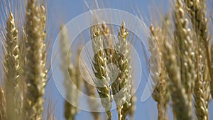 Wheat Ear, Agriculture Field, Grains, Cereals, Harvest