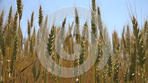 Wheat Ear, Agriculture Field, Grains, Cereals, Harvest