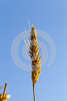 Grano orecchio 