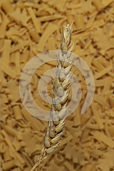 Wheat ear on the background of pasta.