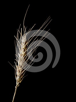 Wheat ear on black