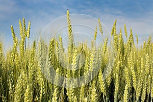 Wheat ear in early summer